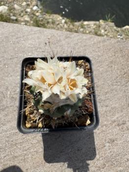 Preview: Turbinicarpus rioverdensis